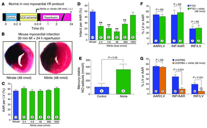 Nitrite therapy in myocardial I/R injury. (A) Experimental protocol for ...