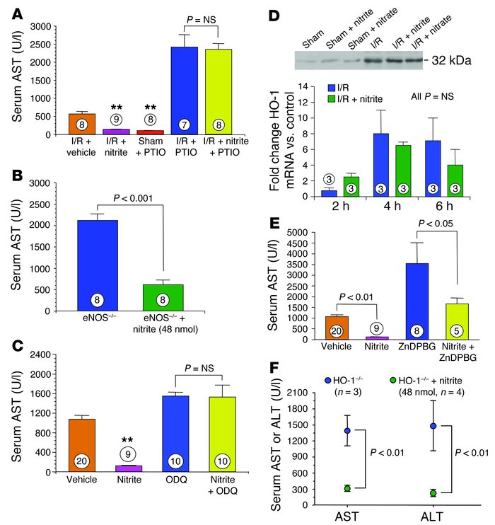 Nitrite-mediated hepatoprotection and the NO and HO-1 signaling pathways...