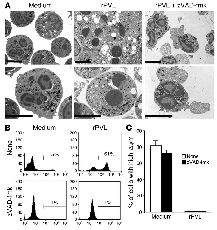 Effect of the caspase inhibitor zVAD-fmk on rPVL-induced PMN apoptosis. ...