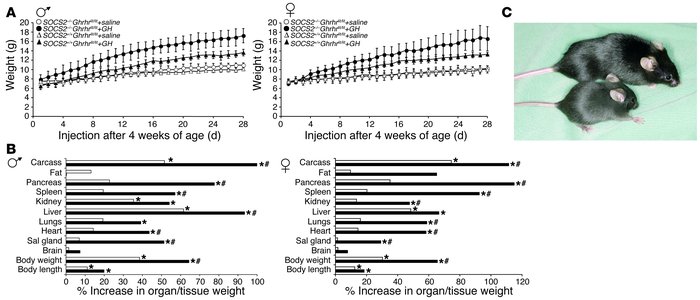 SOCS2 controls growth responses to GH. (A) Male and female SOCS2+/+Ghrhr...