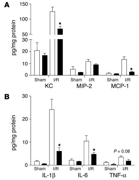 Early chemokine (A) and proinflammatory cytokine (B) levels in kidneys f...