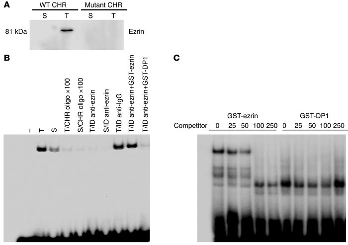 Ezrin is a TNF-α–inducible cyclin A CHR–binding protein. (A) Nuclear ext...