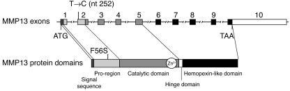 Schematic representation of the genomic structure of the MMP13 gene illu...