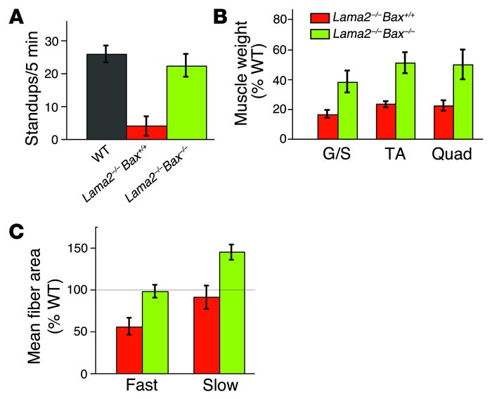 Inactivation of Bax improved Lama2–/– muscles. (A) Exploratory behavior,...