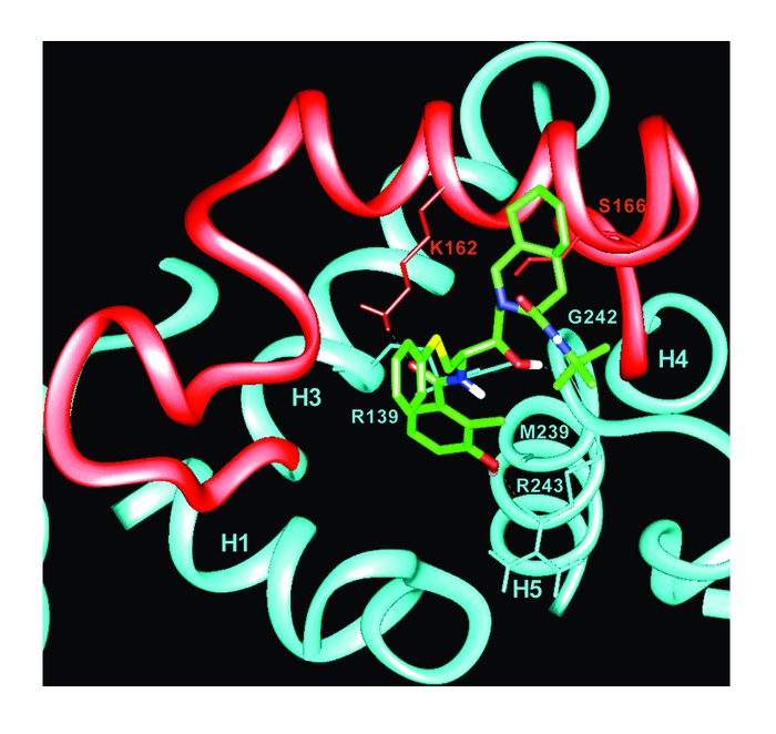 Computer-simulated model of NFV interaction with ANT. Close-up of the pr...