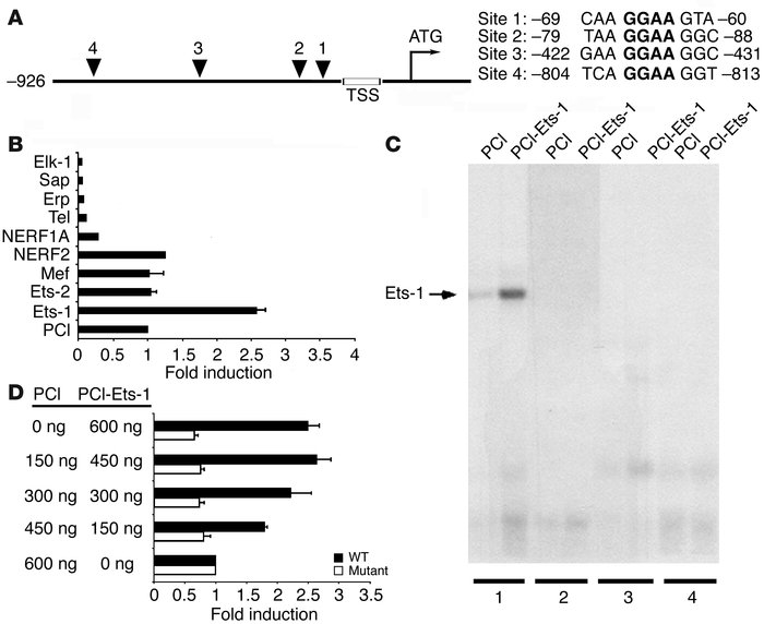 Transcriptional regulation of β6 by the Ets-1 transcription factor. (A) ...