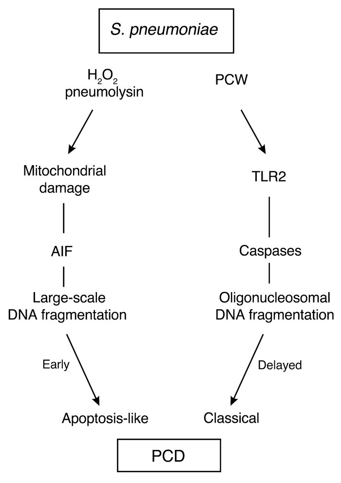 Dual pathways of pneumococcal-induced PCD. The major pneumococcal toxins...