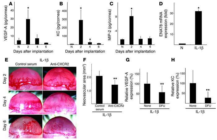 The effect of anti-CXCR2 Ab on IL-1β–induced angiogenesis. Kinetics of p...