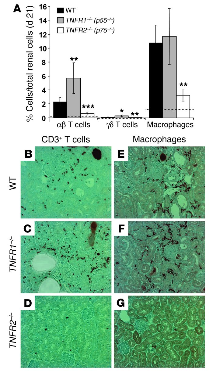Renal leukocyte infiltrates in nephritic wild-type, TNFR1-, and TNFR2-de...