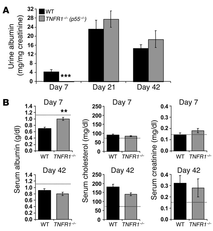 TNFR1-deficient mice are protected from nephritis at day 7 but not at da...