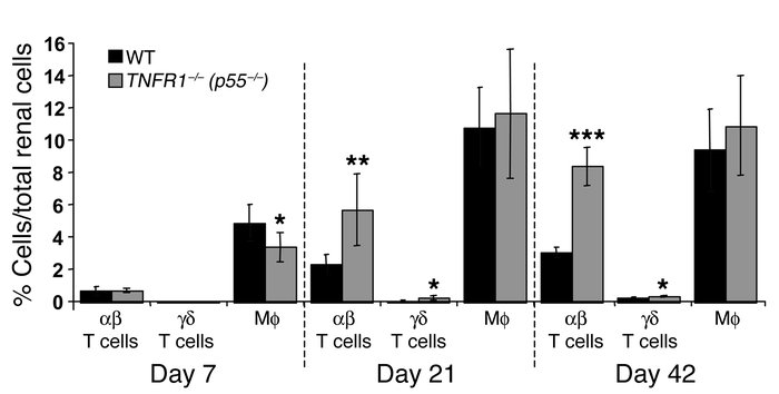 Renal leukocyte infiltrates in nephritic wild-type and TNFR1-deficient m...