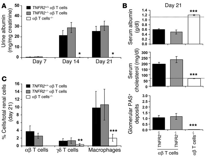 TNFR2-deficient αβ T cells induce GN. αβ T cell–deficient mice reconstit...