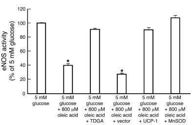 Effect of FFA-induced ROS production on eNOS activity in aortic endothel...