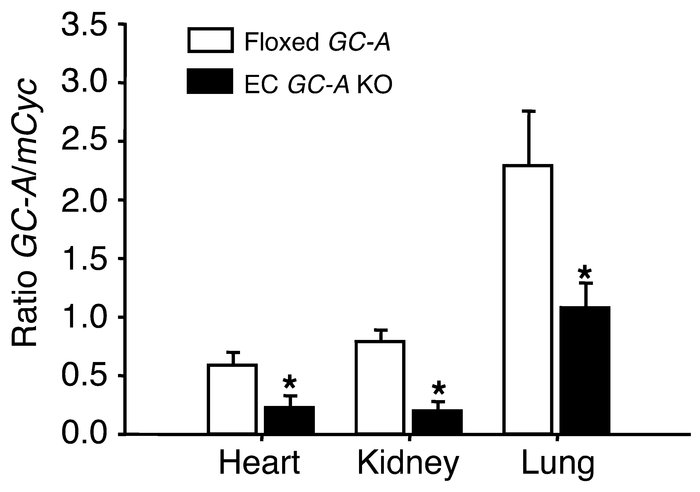 Quantitative RT-PCR analyses of GC-A mRNA in hearts, kidneys, and lungs ...