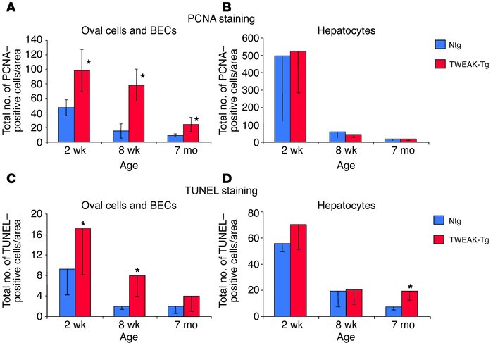 TWEAK overexpression in transgenic mice promotes early proliferation and...