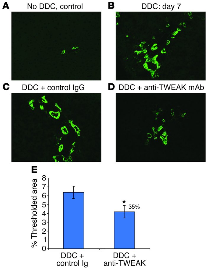 TWEAK pathway blockade in DDC-fed mice inhibits the proliferation of A6-...