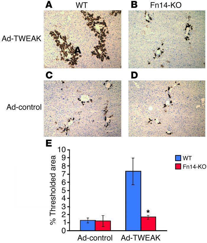 Mitogenic effect of TWEAK on oval cells is Fn14 dependent. Fn14-KO or wi...