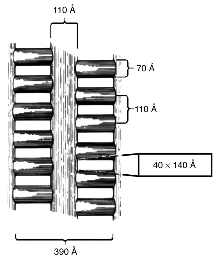 JCI What determines glomerular capillary permeability?