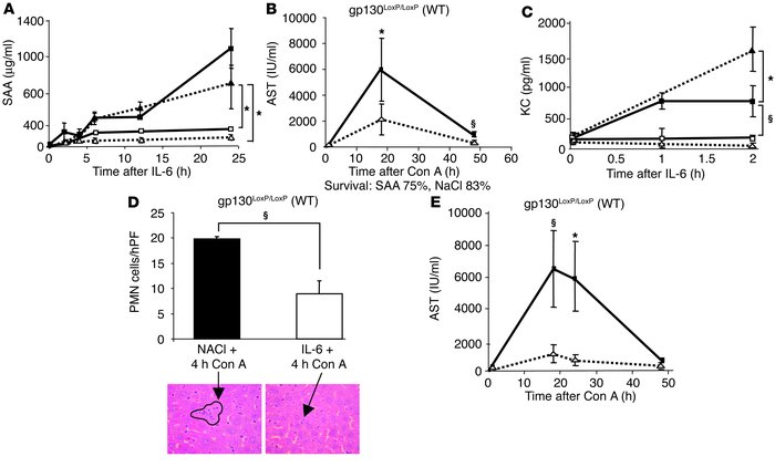 Acute-phase protein SAA2 and the chemokine KC are IL-6–gp130–STAT–induce...