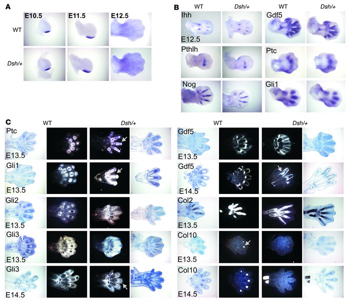 Developmental analysis of Dsh/+ limbs. Expression of marker genes releva...