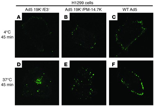 TNFR1 internalization was inhibited in H1299 cells infected with wild-ty...