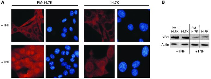 14.7K expression does not affect NF-κB activation.
(A) NIH 3T3 cells exp...
