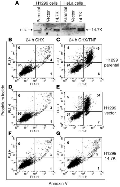 Expression of 14.7K protects human H1299 cells from TNF-induced apoptosi...