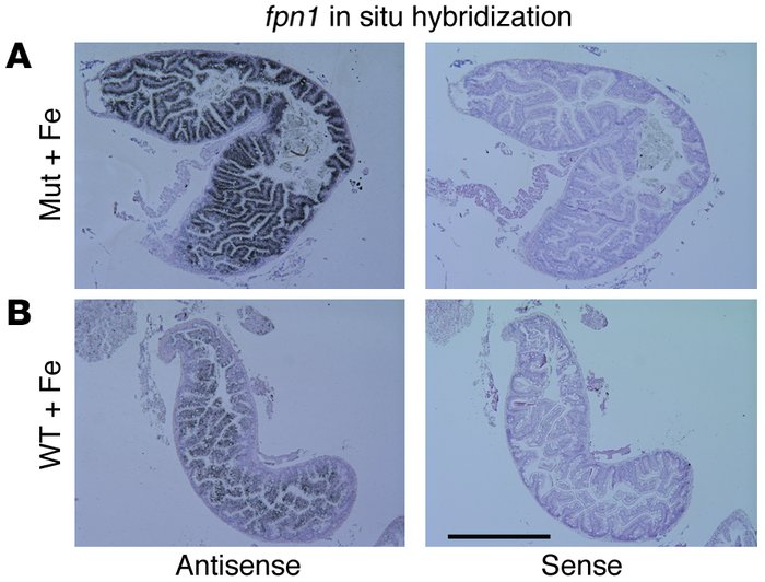 Radioactive in situ hybridization for fpn1. (A) Iron-injected wehTp85c–/...