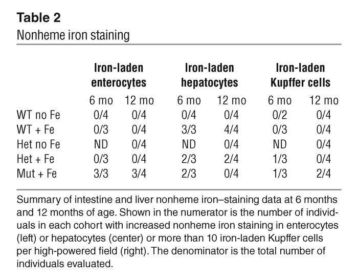 Nonheme iron staining