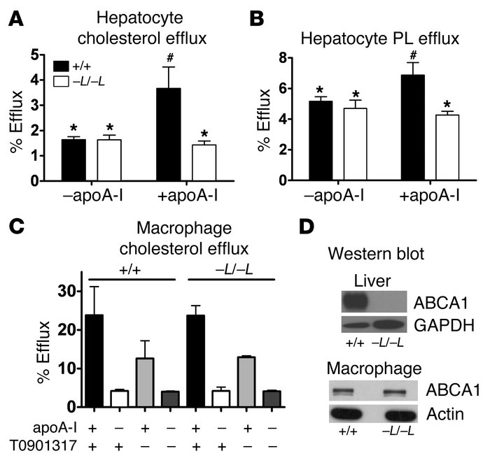 Lipid efflux from primary hepatocytes and peritoneal macrophages. Primar...