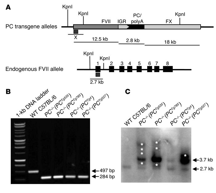 Generation of low-PC transgenic mice. (A) Schematic diagram showing rele...