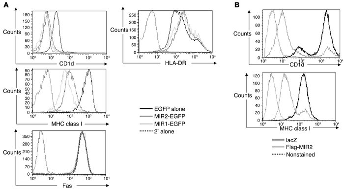 MIR1 and MIR2 induce CD1d downregulation. (A) BJAB cells were transientl...
