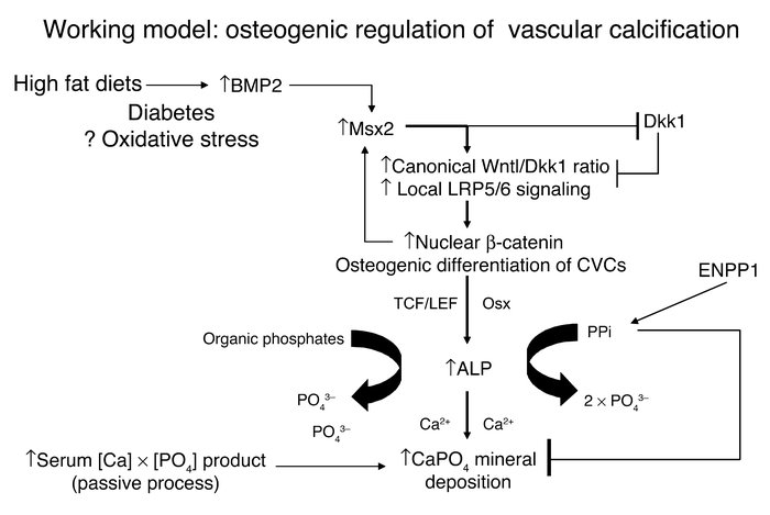 Working model of Msx2 actions during vascular calcification. High-fat di...