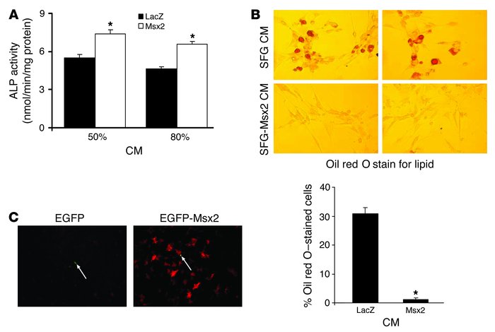 CM from Msx2-expressing 10T1/2 cells enhances ALP activity and suppresse...