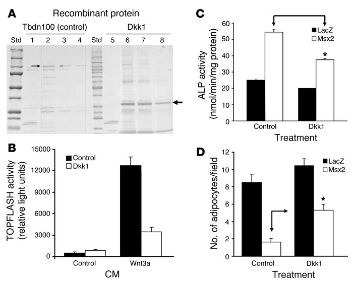 Dkk1 suppresses TCF/LEF activity, inhibits Msx2-induced ALP, and partial...