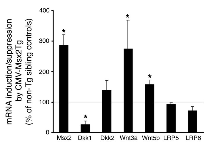 The CMV-Msx2 transgene suppresses aortic Dkk1 and enhances aortic Wnt3a ...