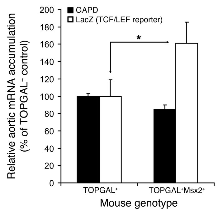 LacZ mRNA accumulates to higher levels in aortas of TOPGAL+;CMV-Msx2Tg+ ...