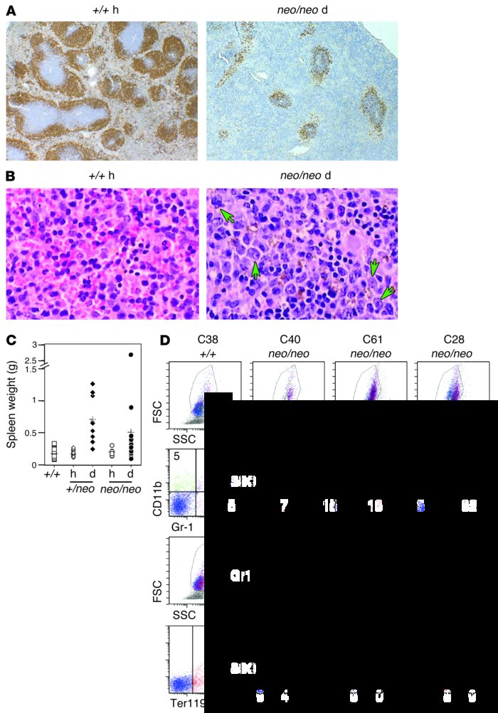 A variety of lesions are found in spleens of affected Dido-targeted mice...