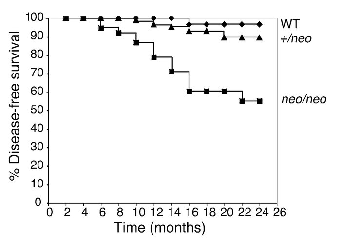 Targeting mDido causes MDS/MPDs in mice. Mice showing 3 or more spleen o...