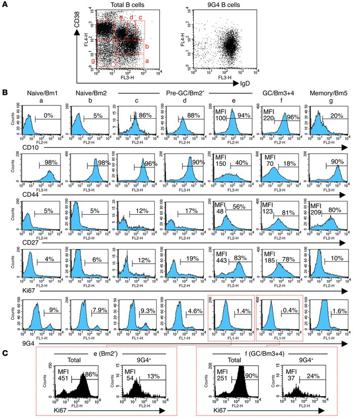 9G4 cells are normally censored at the GC founder stage. (A) The left do...