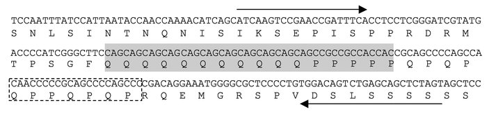 Nucleotide and amino acid sequences of the repeat region in MEF2A. The s...