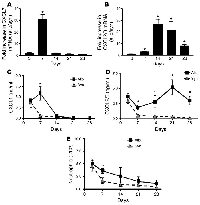 ELR+ CXC chemokines are elevated during the pathogenesis of murine BOS. ...