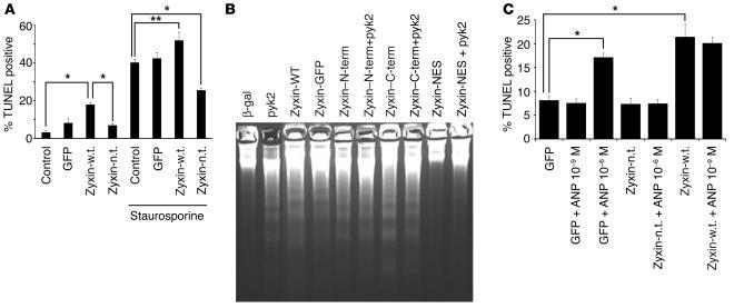 Nuclear accumulation of zyxin is antiapoptotic. TUNEL assay (A) of cultu...