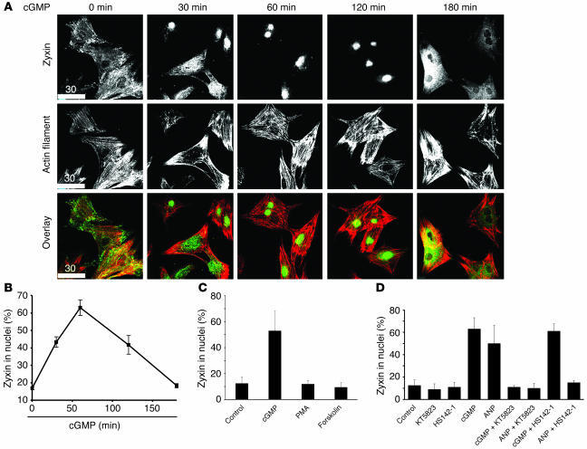 Nuclear accumulation of zyxin is mediated by cGMP-dependent signaling. T...