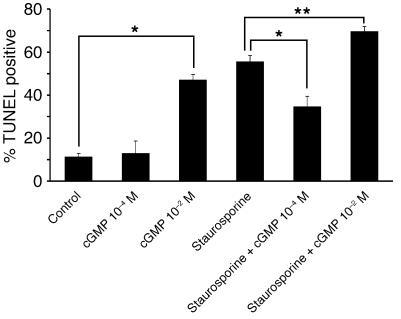 Antiapoptotic effect of cGMP exposure varies with concentration. TUNEL a...