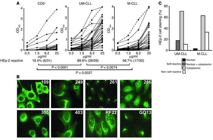 A majority of CLL B cells express HEp-2 reactive antibodies. (A) Data sh...