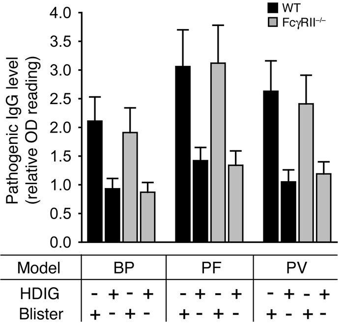 Contribution of FcγRII to HDIG-induced degradation of pathogenic IgG. WT...