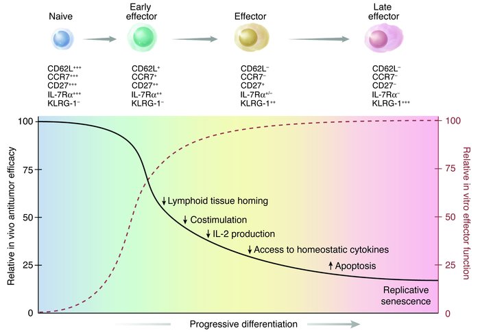 A schematic illustration summarizing results indicating the inverse rela...