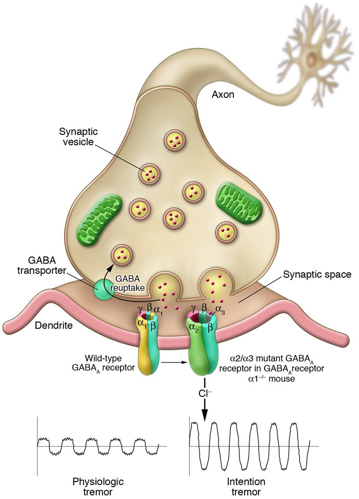 Molecular architecture of a GABAergic synapse showing alternative subuni...