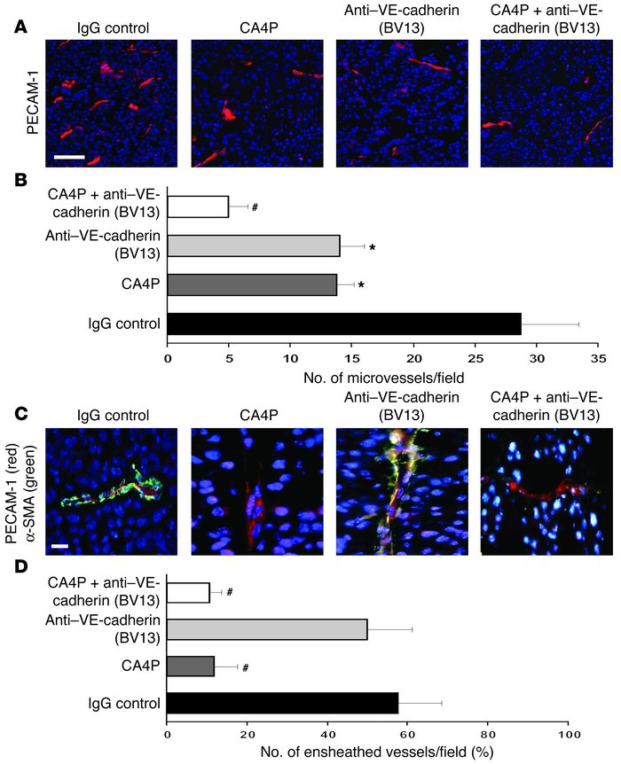 CA4P synergizes with mAb against VE-cadherin (BV13) to block tumor neoan...